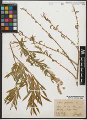 Foto von Salix purpurea L.